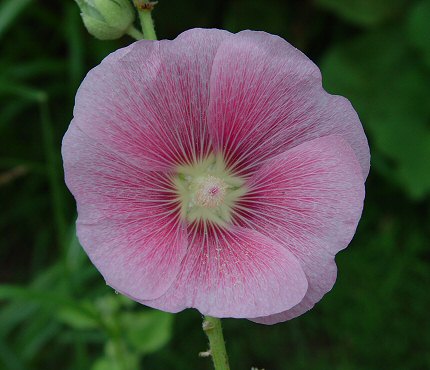 Alcea_rosea_flower1.jpg