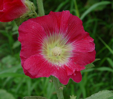 Alcea_rosea_flower2.jpg