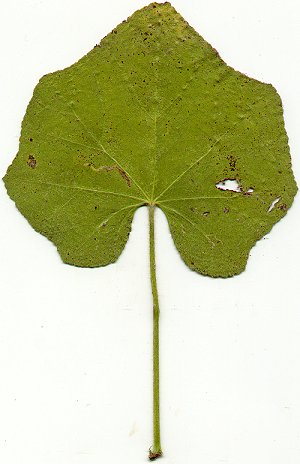 Alcea_rosea_leaf1.jpg