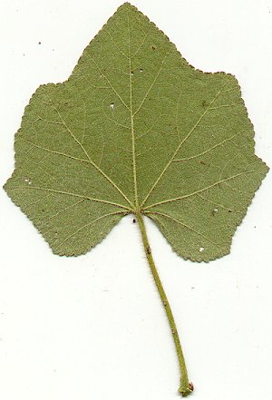 Alcea_rosea_leaf2.jpg