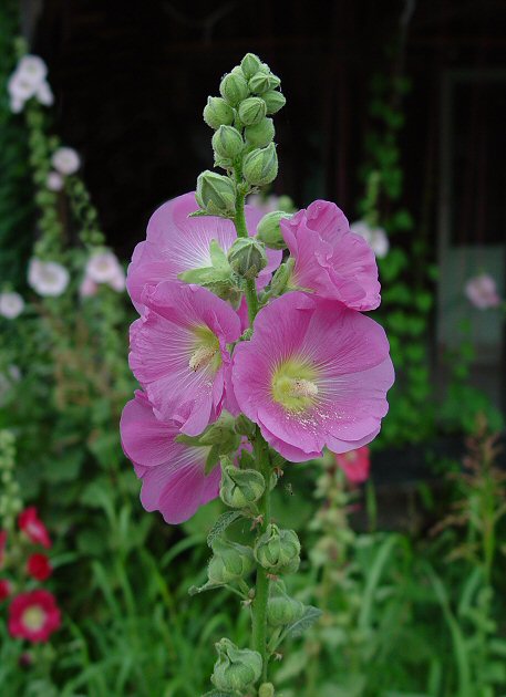 Alcea_rosea_plant.jpg