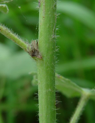 Alcea_rosea_stem.jpg