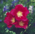 Alcea rosea thumbnail