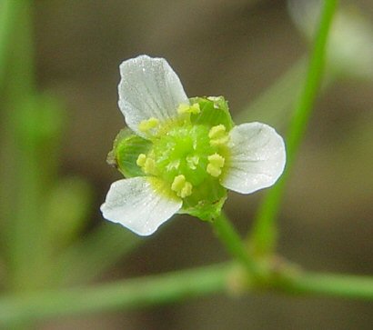 Alisma_triviale_flower.jpg