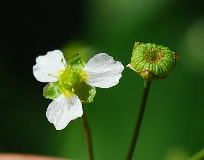 Alisma_triviale_flower2.jpg