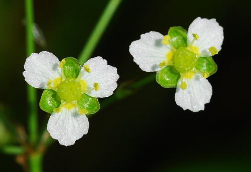 Alisma_triviale_flower3.jpg