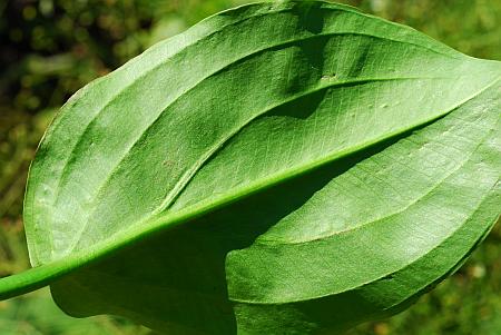 Alisma_triviale_leaf2.jpg