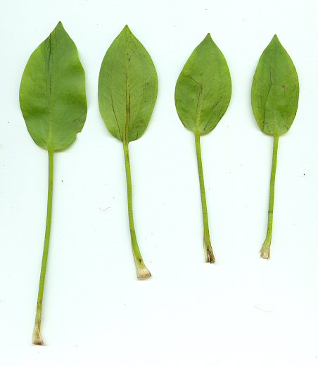 Alisma_triviale_leaves.jpg