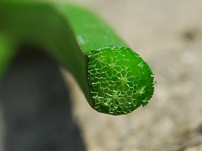 Alisma_triviale_petiole.jpg