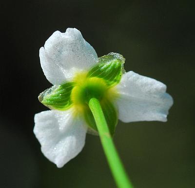 Alisma_triviale_sepals.jpg