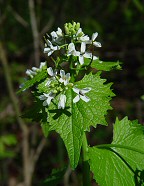 Alliaria petiolata thumbnail