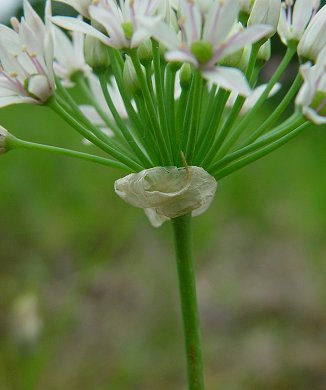 Allium_canadense_bract.jpg