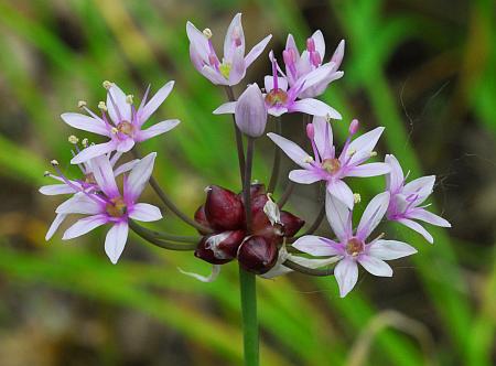 Allium_canadense_bulblets2.jpg