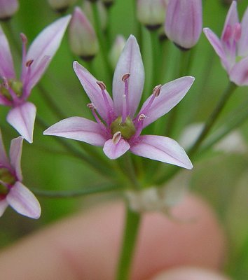 Allium_canadense_flower.jpg