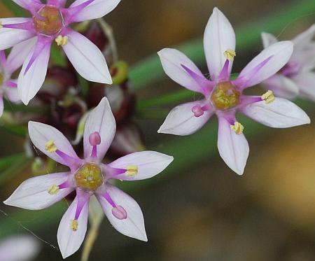 Allium_canadense_flower3.jpg