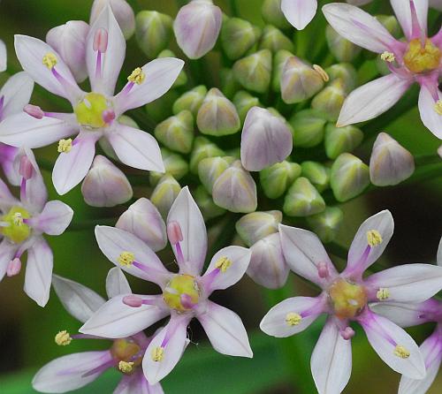 Allium_canadense_flower4.jpg