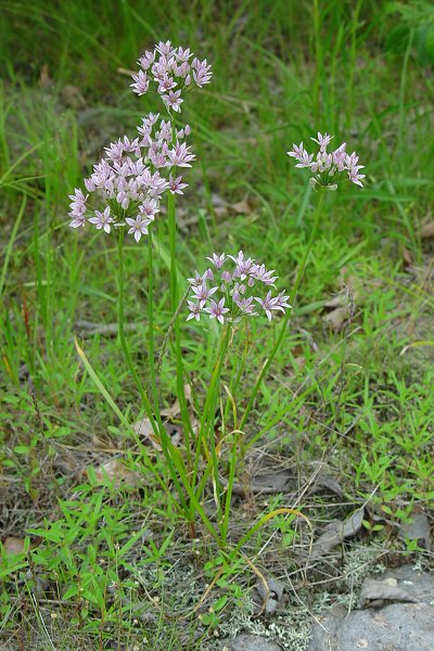 Allium_canadense_plant.jpg