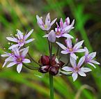 Allium canadense thumbnail