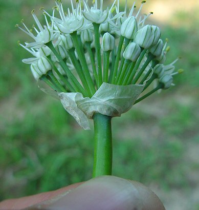 Allium_cepa_bract.jpg