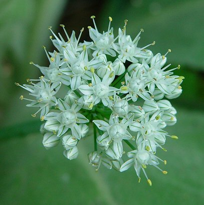 Allium_cepa_flowers.jpg