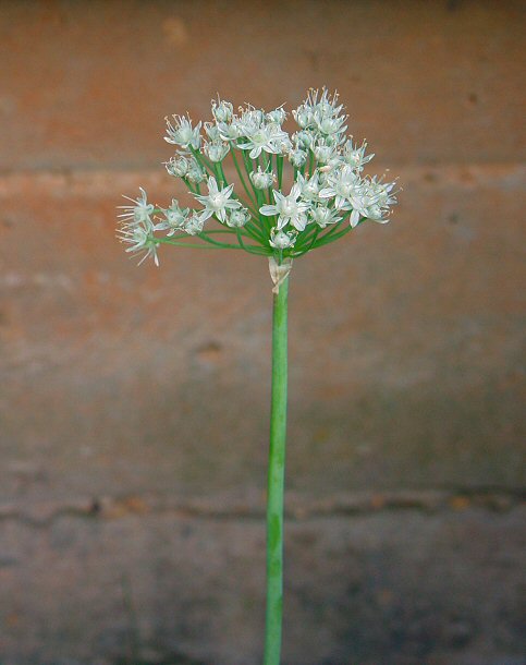 Allium_cepa_plant.jpg