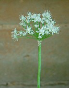 Allium cepa thumbnail