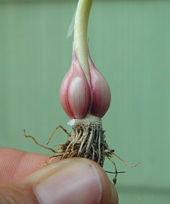 Allium_sativum_bulb_clean.jpg