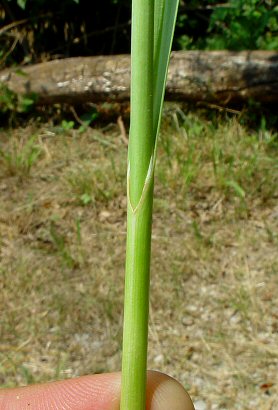 Allium_sativum_leaf_base.jpg