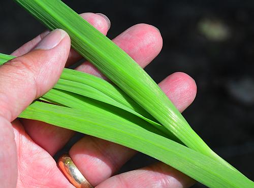 Allium_sativum_leaves.jpg