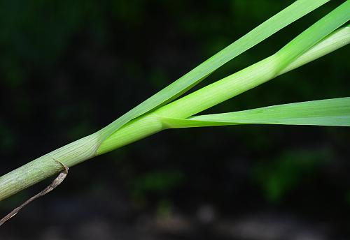 Allium_sativum_sheaths.jpg