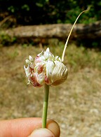 Allium sativum thumbnail