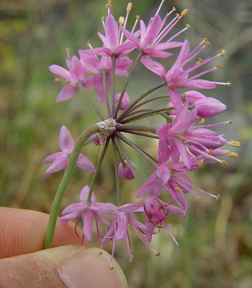 Allium_stellatum_inflorescence.jpg