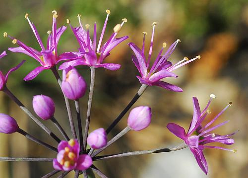 Allium_stellatum_inflorescence2.jpg