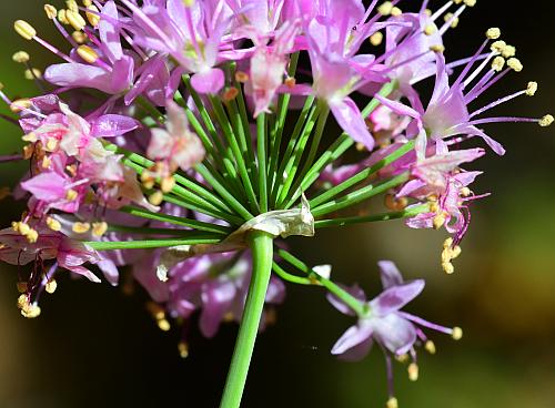 Allium_stellatum_inflorescence3.jpg