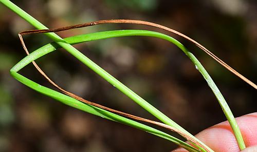 Allium_stellatum_leaves.jpg