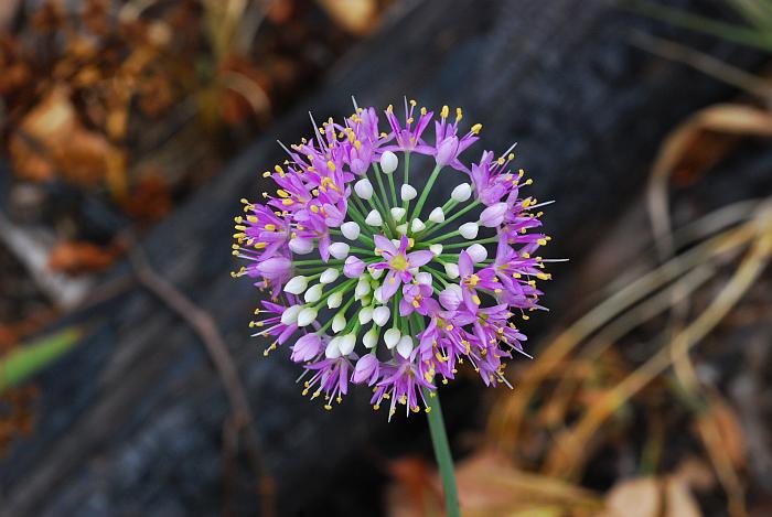 Allium_stellatum_plant2.jpg