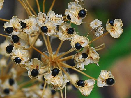 Allium_stellatum_seeds.jpg