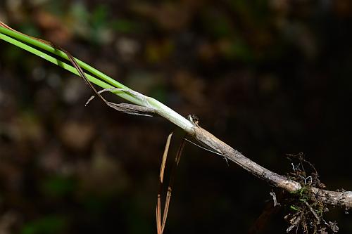 Allium_stellatum_stem.jpg