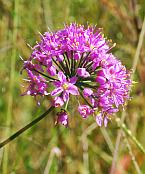 Allium stellatum thumbnail