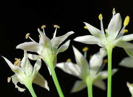 Allium_tuberosum_calyx.jpg