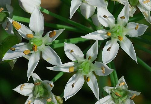 Allium_tuberosum_flowers2.jpg