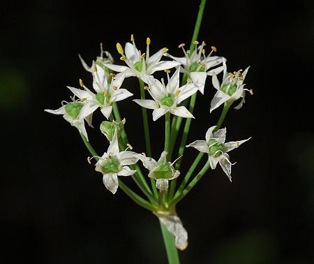Allium_tuberosum_inflorescence.jpg