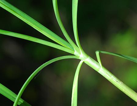 Allium_tuberosum_leaves.jpg