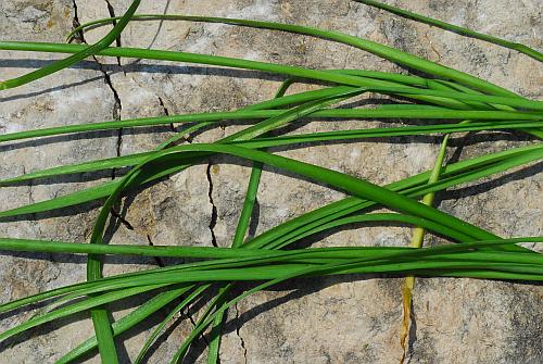 Allium_tuberosum_leaves2.jpg