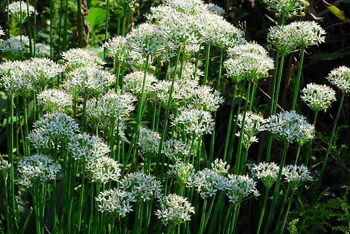 Allium_tuberosum_plant.jpg