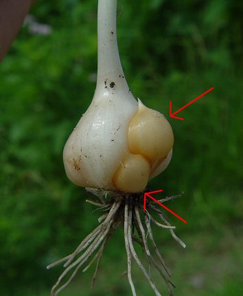 Allium_vineale_bulb2.jpg