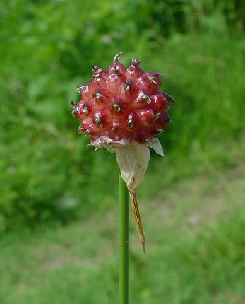 Allium_vineale_bulblets.jpg