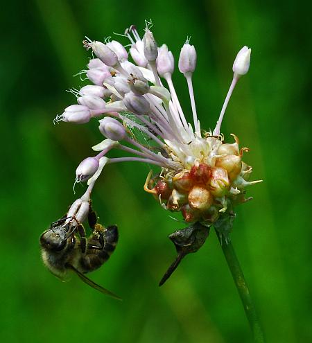 Allium_vineale_flowers2.jpg