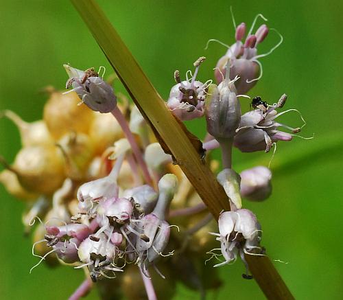 Allium_vineale_flowers3.jpg