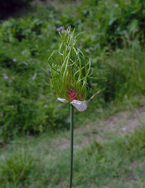 Allium_vineale_plant.jpg